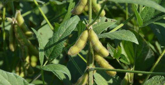 Developing heat-tolerant soybeans – The Seam