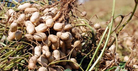 Genomics creating the manual for better peanuts – The Seam