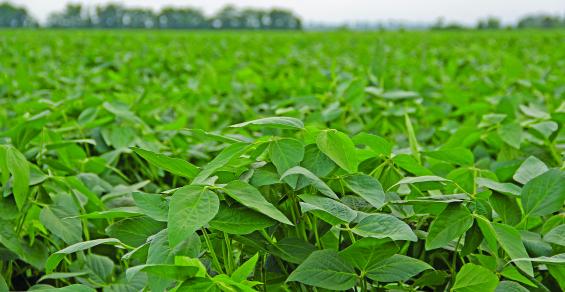 2022 Soybean Variety Trials kick off in Louisiana – The Seam