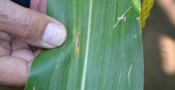 Don’t Ignore Corn Diseases Without Considering Risk – The Seam