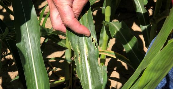 Recognize Stinkbug Damage In Corn – The Seam