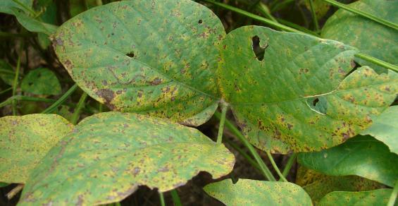 Geneticists a step closer to Asian soybean rust resistance – The Seam