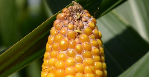 How are future corn hybrids developed? – The Seam