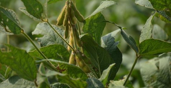 Should you cut soybean seeding rates? – The Seam